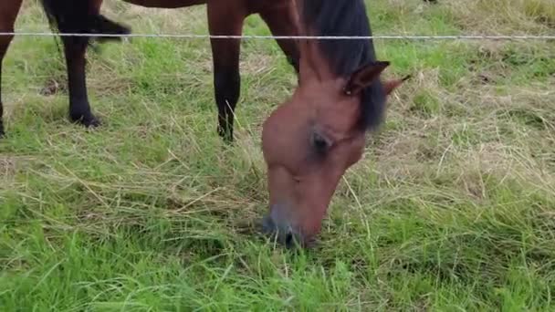 Horse close-up. Brown horse in the paddock. — Wideo stockowe