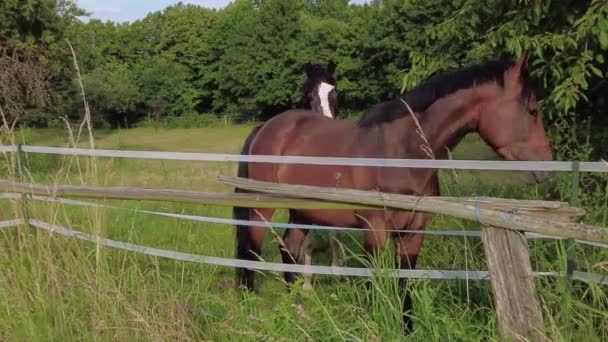 Horses Walk Eat Grass Field Horses Look Directly Camera — Vídeo de Stock