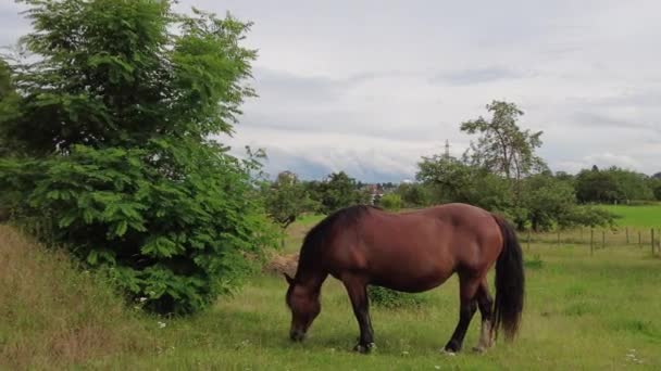 Horse on the meadow. 4 k video — Wideo stockowe