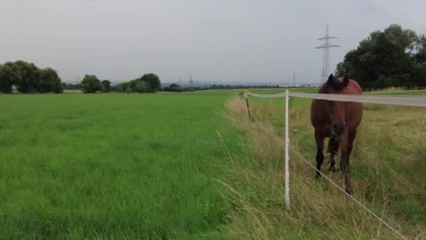 Коні випасають на фермерському полі в похмуру погоду — стокове відео