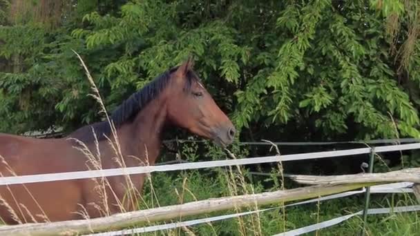 Horse Grazes Farm Field Turns Its Head Looks Camera — 비디오