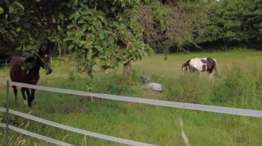 horse walks along the fence. 4 k video