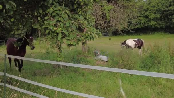 Horse walks along the fence. 4 k video — Wideo stockowe