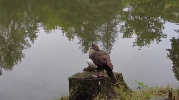 Ente in der Nähe eines Teiches aus nächster Nähe. 4 k video — Stockvideo