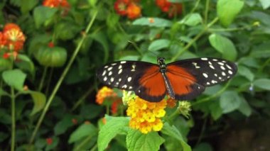 Sarı bir çiçekte kelebek. Yavaş çekim yakın çekim.