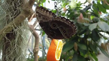 Büyük kahverengi kelebek turuncu yer. Yavaş çekim yakın çekim.