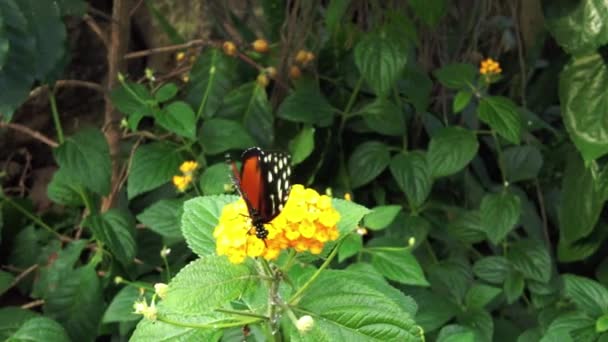 Motýl na žlutém květu. Detailní záběr pohybu — Stock video