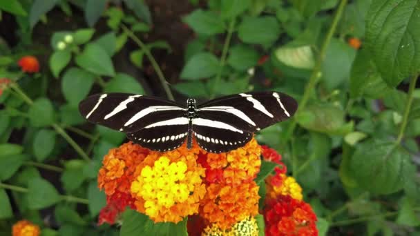 Video nabízí osamělý motýl Zebra Longwing Heliconius charithonia — Stock video