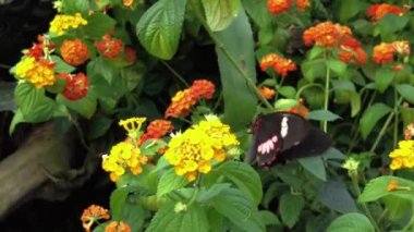 Yaprağın üzerinde kelebek. Hareket yakın çekim