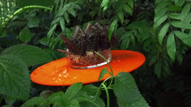 Великі тропічні метелики сидять і щось їдять — стокове відео
