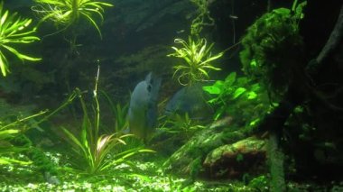 Akvaryumdaki piranhalar. Akvaryumdaki piranhalar