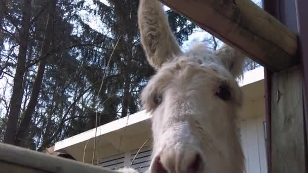 Burro comendo grama em um dia ensolarado no zoológico — Vídeo de Stock