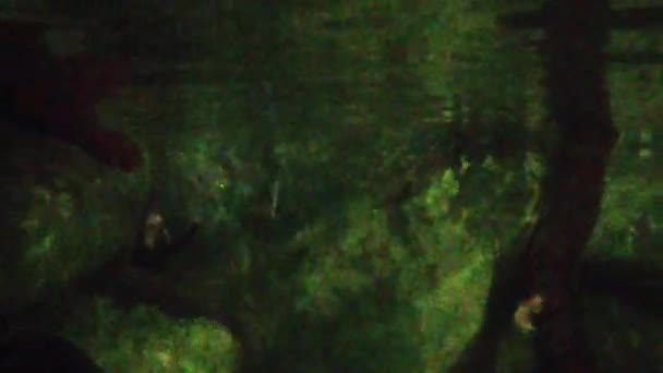 Две Австралийские Крысы Плавают Водой Зоопарке — стоковое видео