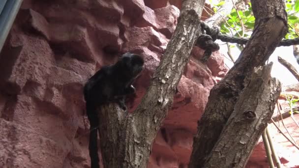 Joven Negro Saltando Tamarín Saguinus Oedipus Sobre Árbol Video — Vídeo de stock