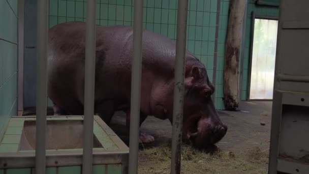 野生のヒッポドイツの動物園で食べ物を食べ 4Kで高品質のショットを証明 — ストック動画