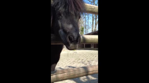 Motion Footage Dari Keledai Lapangan Makan Rumput Pada Hari Yang — Stok Video
