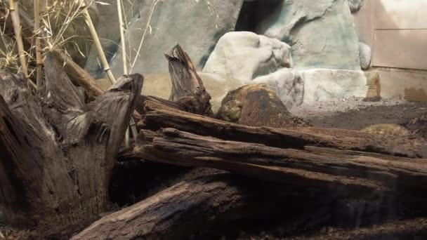 프랑크푸르트에 있는 동물원에 있는 코모도왕도마뱀, 독일 메인. — 비디오