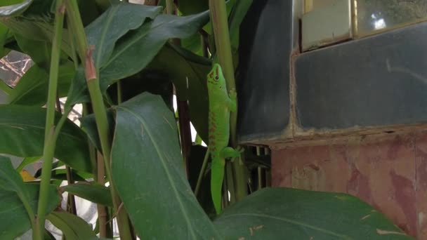 Gecko schiet van dichtbij. 4K beelden. Dierlijk leven — Stockvideo