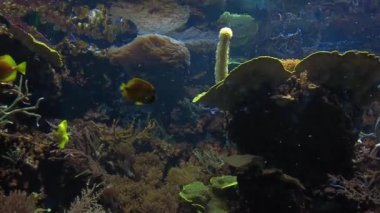 Akvaryumdaki sarı Tang Zebrasoma alevleri