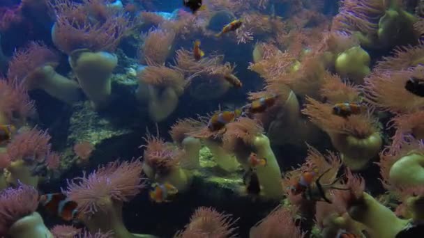 Orange Clown Fishes. 4k video. Underwater tropical clownfish Reef coral scene. — Stock Video