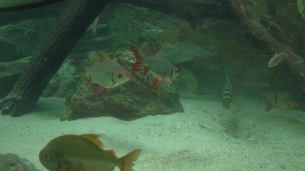 Peces Color Naranja Nadando Acuario Limpio Entre Plantas Agua Verde — Vídeo de stock