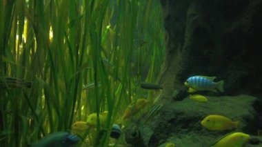 Cichlid veya Cichlidae akvaryumdaki mavi tropikal balık.