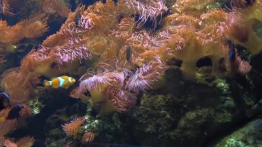 Ocellaris palyaço balığı Amphiprion Osellaris yüzüyor