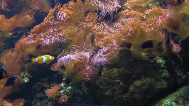 Ocellaris clownfisk Amfiprion ocellaris simning — Stockvideo