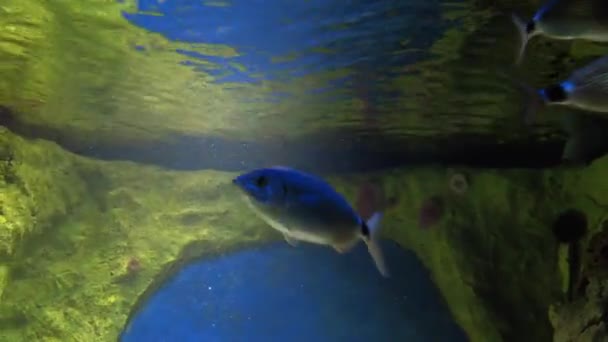 Grande aquário com peixes exóticos diferentes. 4k vídeo — Vídeo de Stock