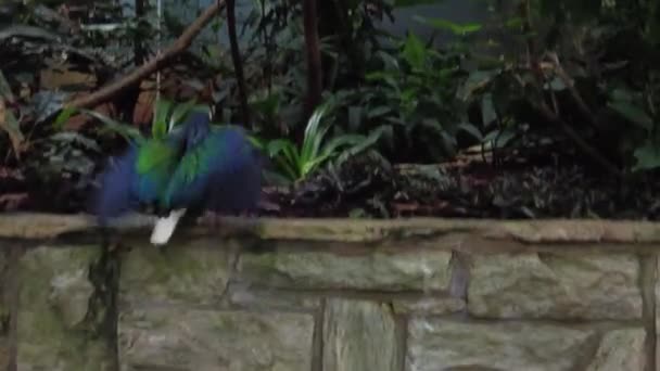 Exotische kleurrijke vogel wandelingen buiten de volière — Stockvideo