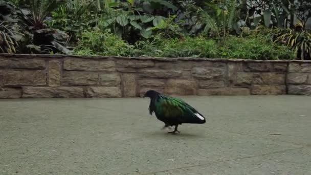 Exotischer bunter Vogel spaziert aus der Voliere — Stockvideo