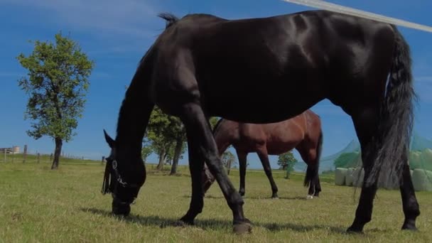 Domácí Koně Jedí Trávu Pasou Louce Poblíž Farmy — Stock video
