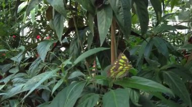 Büyük güzel kelebek kanatlarını çırpıyor. Kapat.