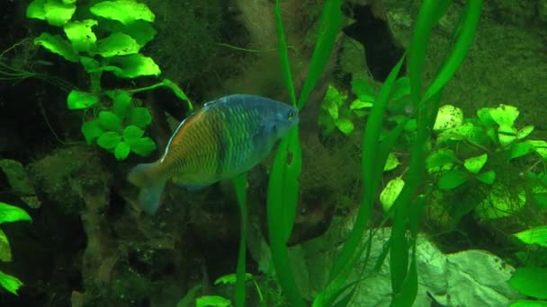 Exotische Amazone Vissen Het Aquarium Macro Video Van Wilde Vis — Stockvideo