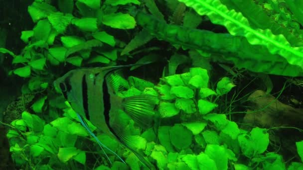 水族館でエキゾチックなアマゾンの魚 野生の魚のマクロビデオ — ストック動画