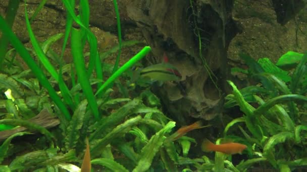 Poissons Exotiques Amazoniens Dans Aquarium Macro Vidéo Poissons Sauvages — Video