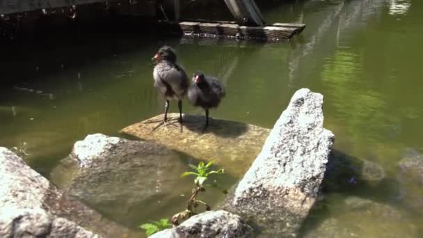 阳光明媚的日子里 两只小鸟在池塘边的石头上 — 图库视频影像