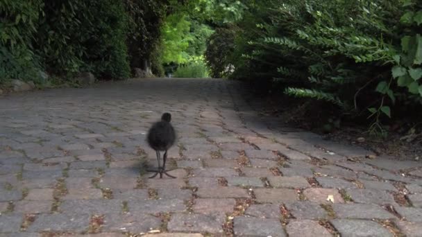 Een Kleine Baby Wilde Vogel Loopt Het Park Video — Stockvideo