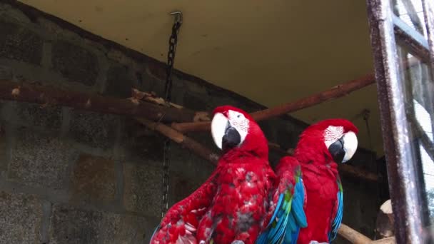 Green Winged Macaws Sit Side Side Together Look — Stock video