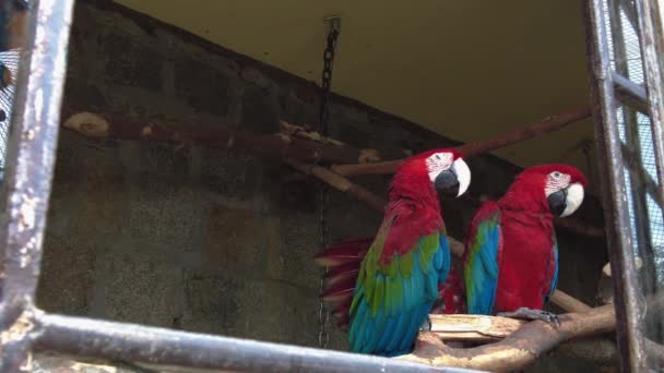 Green Winged Macaws Sit Side Side Together Look — Stok video
