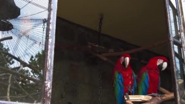 Yeşil kanatlı papağanlar yan yana oturur. Etrafınıza bakın.