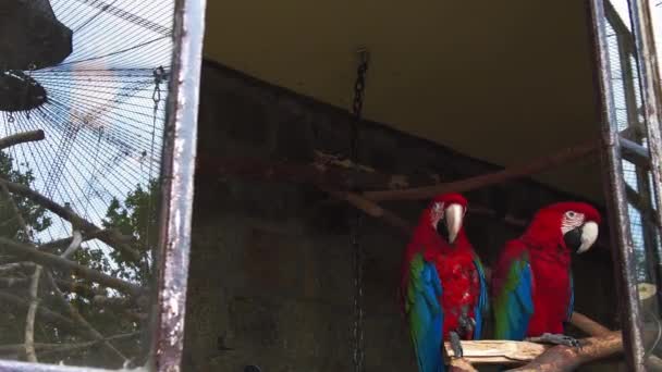 Green Winged Macaws Sit Side Side Together Look — Stock Video