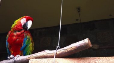 Green winged macaw looks around and blinks.