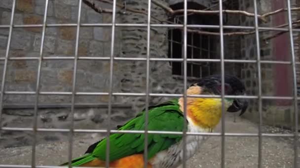Black Headed Parrot Pionites Melanocephalus Close — Video Stock