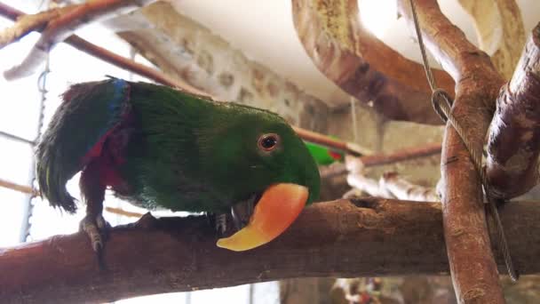 Eclectus Parrot Looks Straight Camera Blinks — Stockvideo
