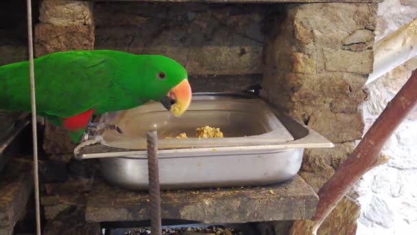 Feeding Blue Fronted Amazon Parrot Amazona Aestiva Xanthopteryx — Vídeo de stock