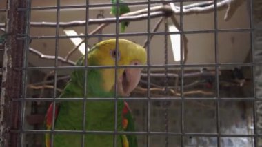 Amazonian parrot with a yellow neck is eating something. Tropical parrot looks at the camera and blinks