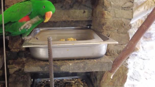 Feeding Blue Fronted Amazon Parrot Amazona Aestiva Xanthopteryx — Stock Video