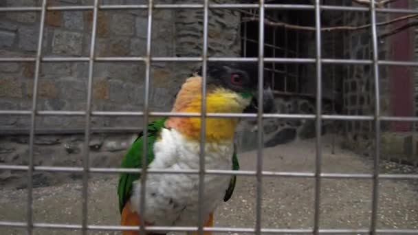 Black Headed Parrot Pionites Melanocephalus Close — Stockvideo