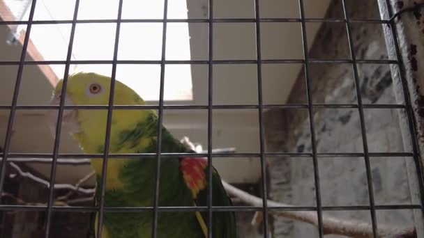 Amazon Parrot Yellow Neck Closeup Tropical Bird Video — Stockvideo